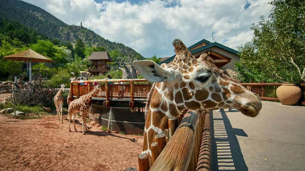 Cheyenne Mountain Zoo, CO